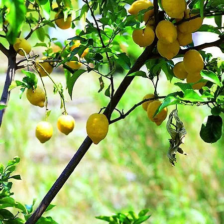 מלון Da Giacomino